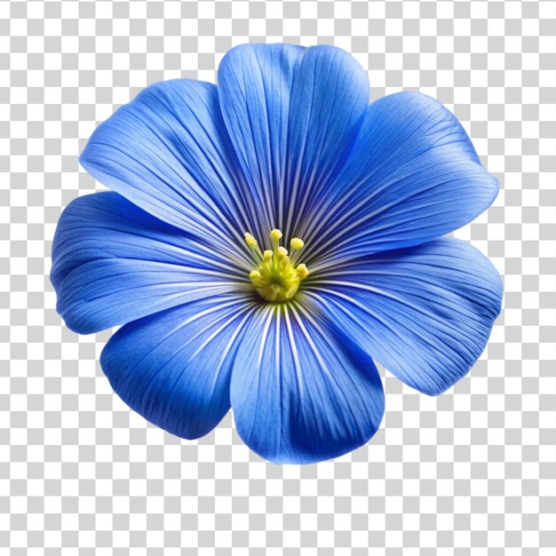 PSD fleur bleue de lin en gros plan isolée sur un fond transparent