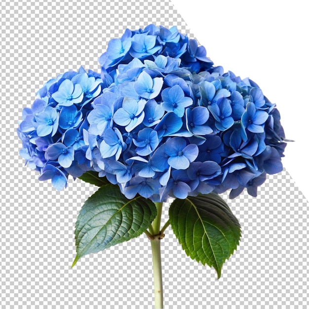 une fleur bleue avec le mot bleu dessus