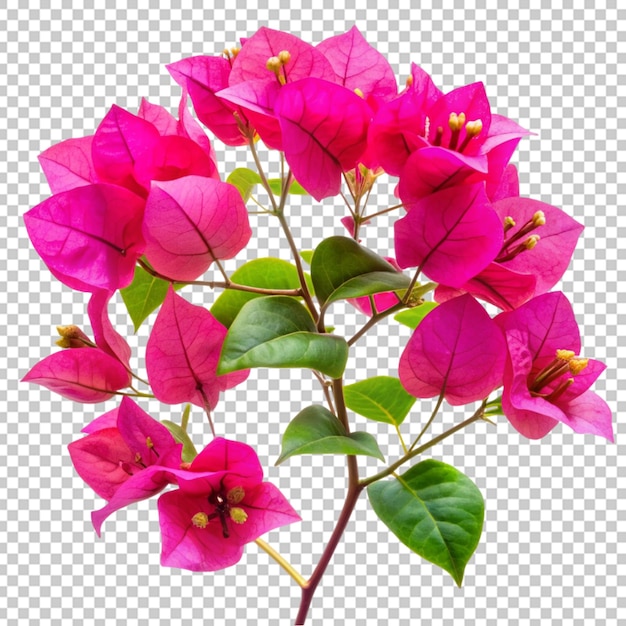 PSD fleur de bougainvillea sur un fond transparent