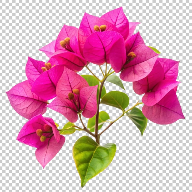 PSD fleur de bougainvillea sur un fond transparent