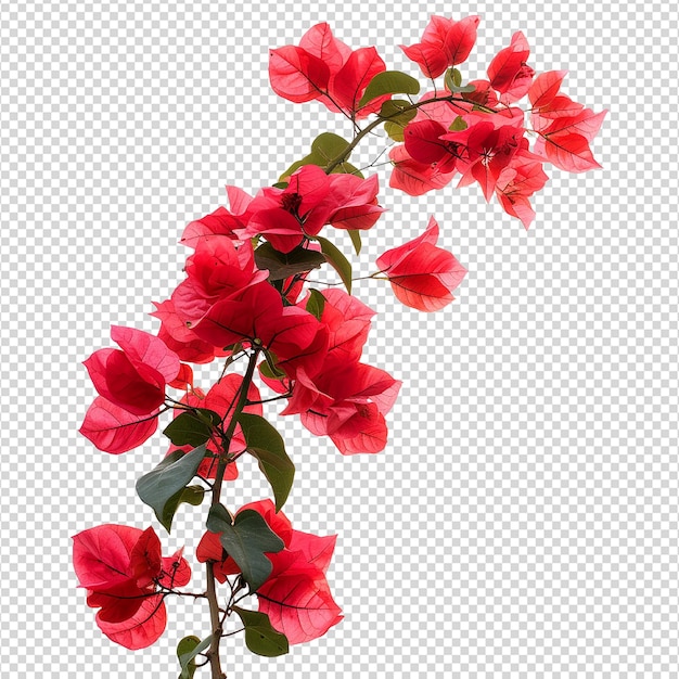 PSD fleur de bougainvillea isolée sur un fond transparent