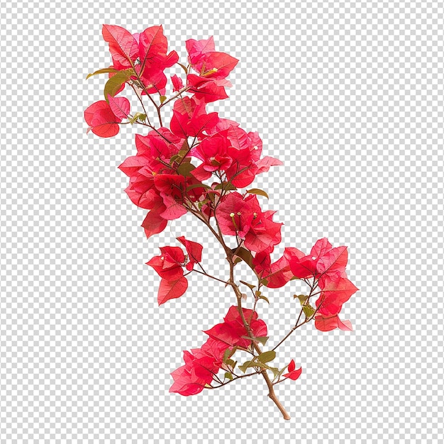 PSD fleur de bougainvillea isolée sur un fond transparent