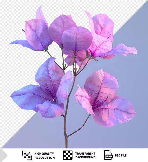 PSD fleur de bougainvillea avec des pétales violets et roses contre un ciel bleu