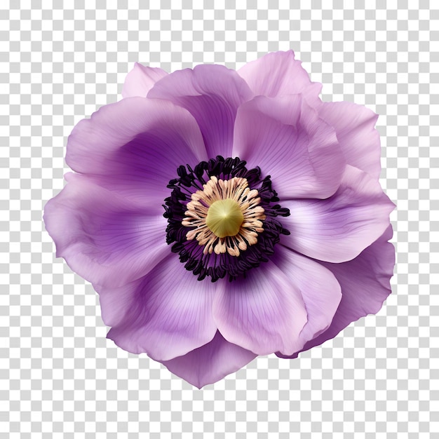 PSD une fleur avec un centre jaune et le centre est violet