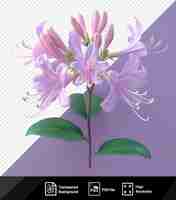 PSD fleur de chèvre à miel avec des pétales roses et violets et des feuilles vertes sur un fond violet png