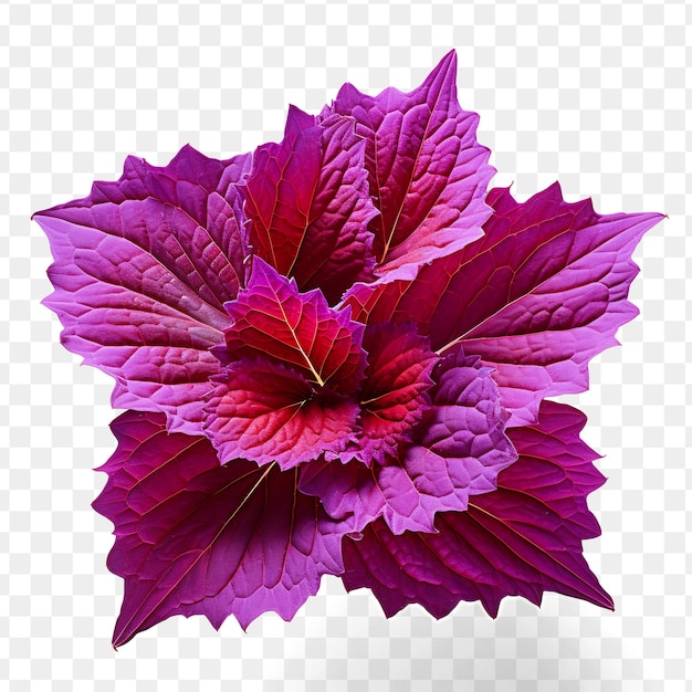 PSD une fleur de chou rouge avec une fleur violette sur un fond transparent