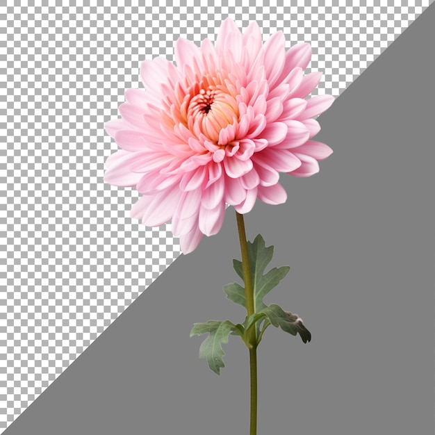 PSD fleur de chrysanthème sur fond transparent générée par ai