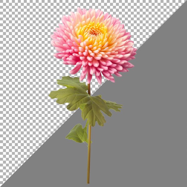 Fleur De Chrysanthème Sur Fond Transparent Générée Par Ai