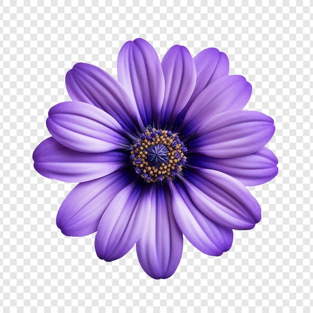 PSD fleur de cineraria isolée sur fond transparent