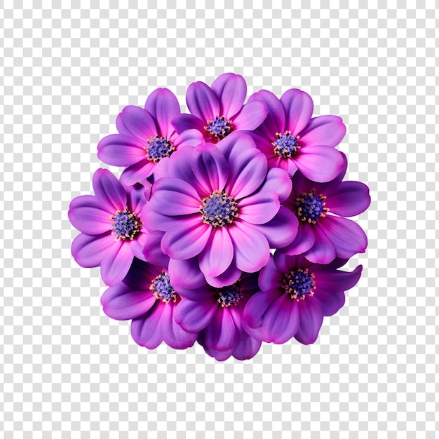 PSD fleur de cineraria isolée sur un fond transparent