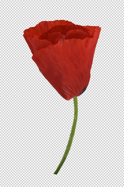 PSD fleur de coquelicot rouge saisonnière isolée