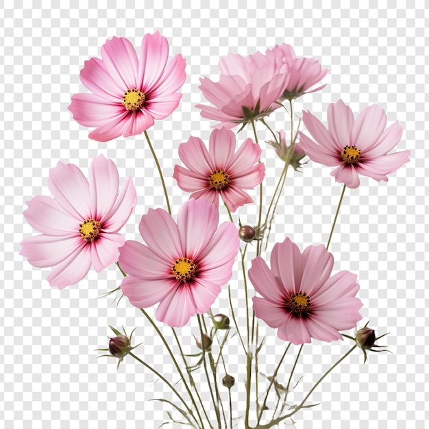 PSD fleur de cosmos isolée sur fond transparent