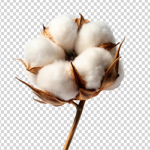 PSD une fleur de coton avec des boules de coton sur un fond transparent