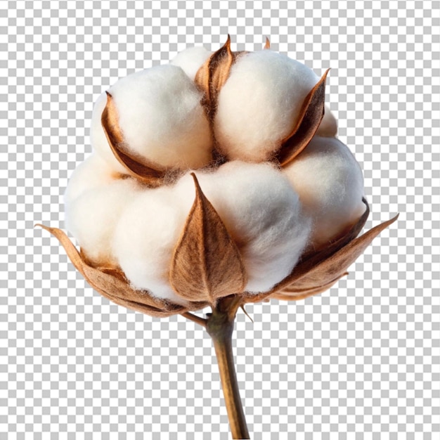 fleur de coton isolée sur fond blanc