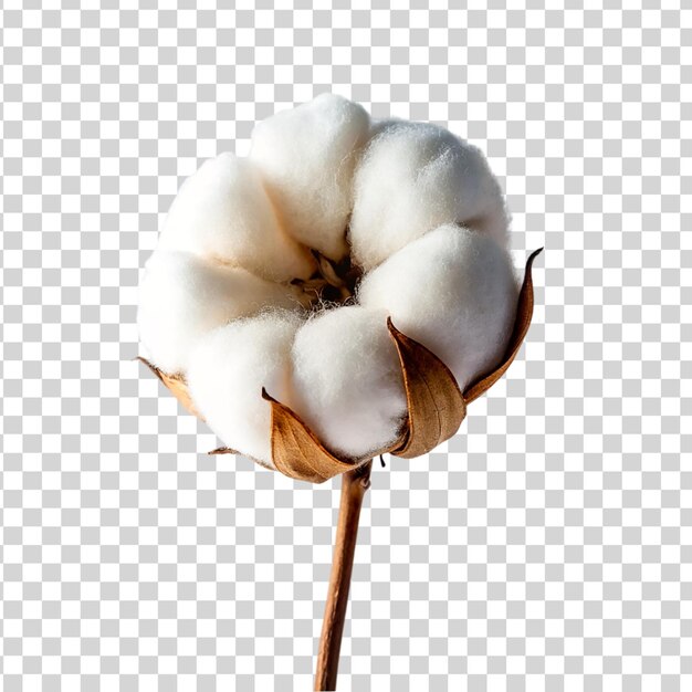 PSD fleur de coton isolée sur un fond transparent