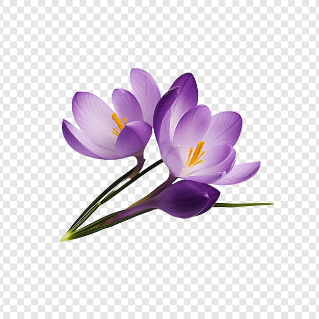 PSD fleur de crocus png isolé sur fond transparent