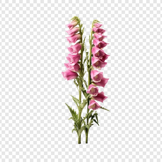 Fleur de digitale png isolé sur fond transparent