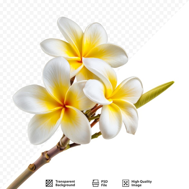 PSD cette fleur de frangipani est très belle.