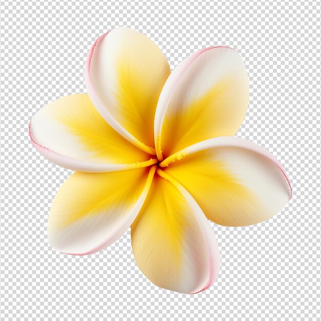 PSD fleur de frangipani isolée sur un fond transparent