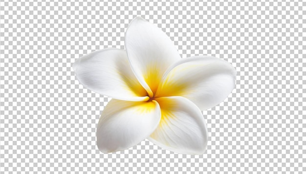 Une Fleur De Frangipani Isolée Sur Un Fond Transparent