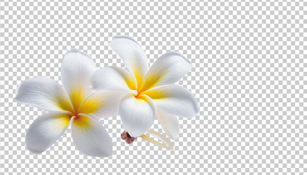 PSD une fleur de frangipani isolée sur un fond transparent