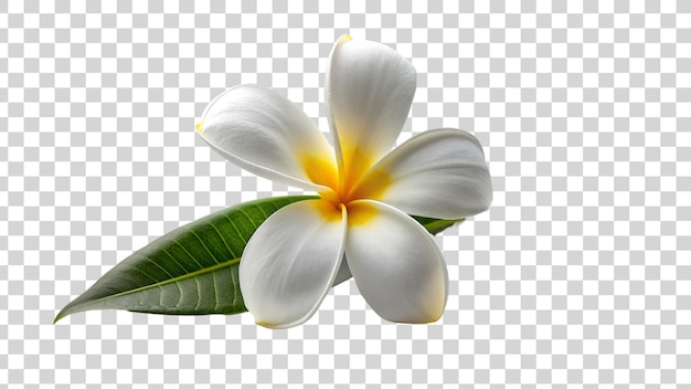 PSD fleur de frangipani ou de plumeria isolée sur un fond transparent