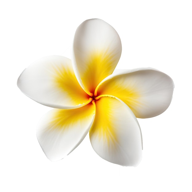 PSD fleur de frangipanier ou plumeria