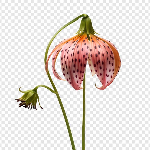 PSD fleur de fritillaire isolée sur fond transparent