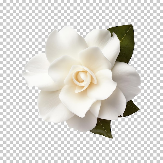 PSD fleur de gardénia isolée sur un fond transparent