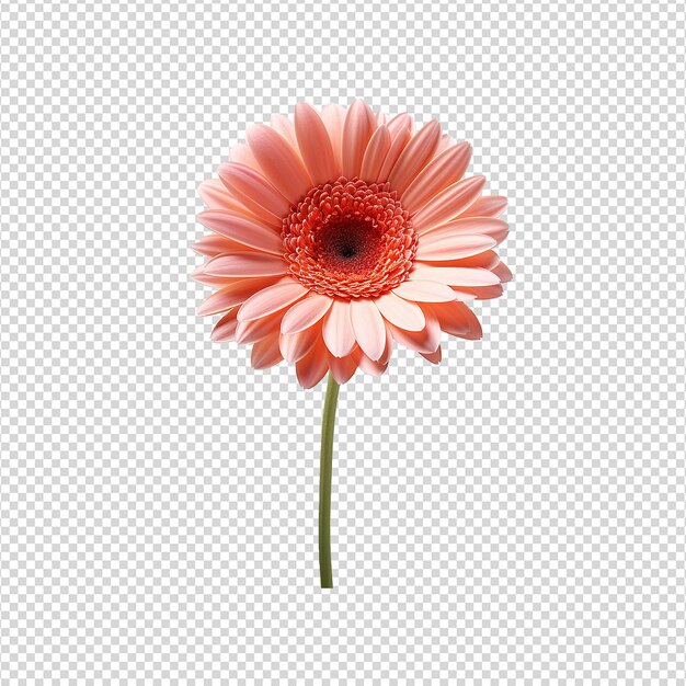 Fleur De Gerbera Isolée Sur Un Fond Transparent Png