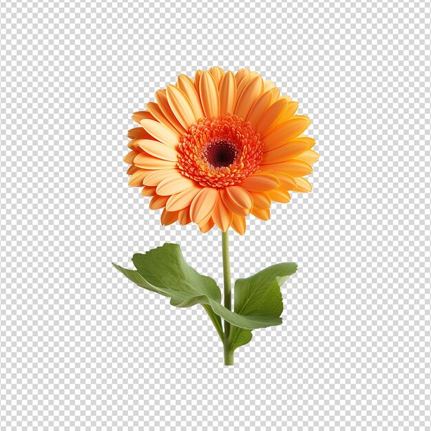 Fleur De Gerbera Isolée Sur Un Fond Transparent Png