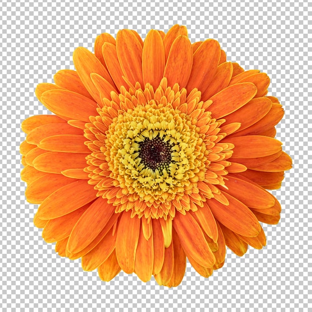 PSD fleur de gerbera orange rendu isolé