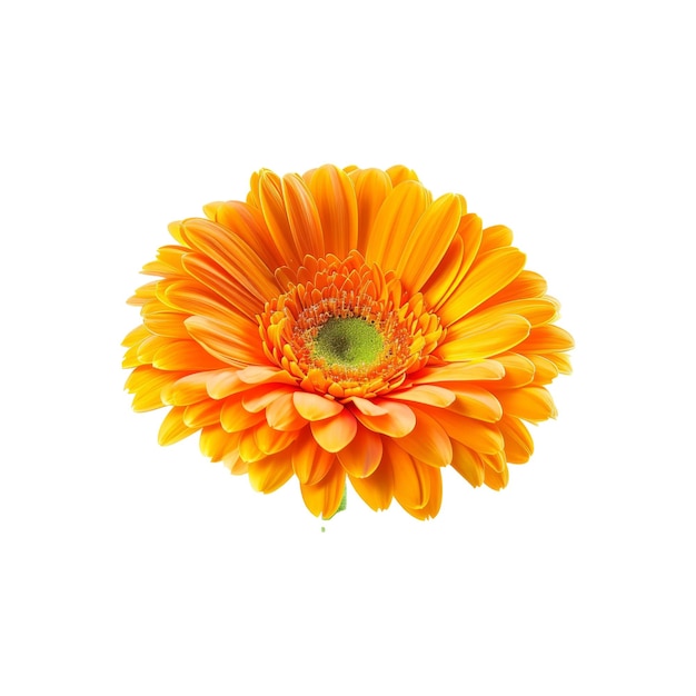 PSD fleur de gerbera orange unique