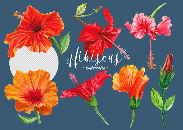 Fleur d'hibiscus aquarelle Élément floral dessiné à la main fleur rouge