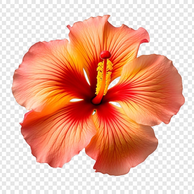 PSD fleur d'hibiscus au coucher du soleil isolée sur un fond transparent