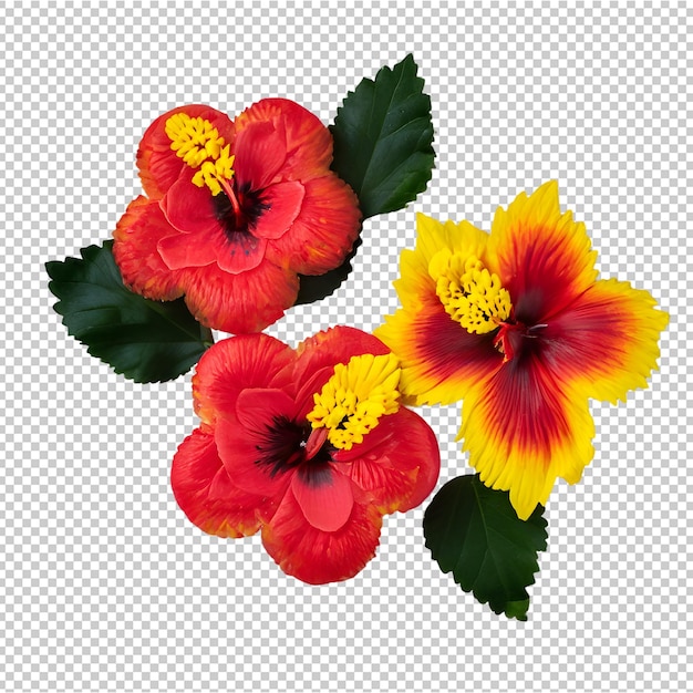 PSD fleur d'hibiscus fraîche avec feuille verte isolée sur fond transparent