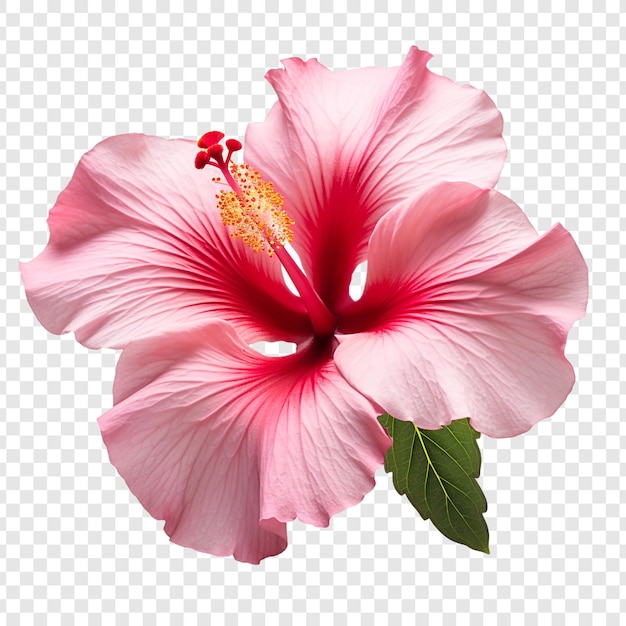 PSD fleur d'hibiscus isolée sur fond transparent