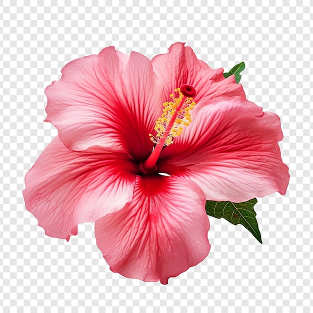 Fleur D'hibiscus Png Isolé Sur Fond Transparent