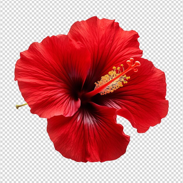 PSD une fleur d'hibiscus rouge isolée sur un fond transparent