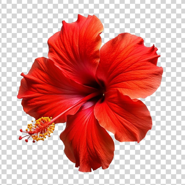 PSD fleur d'hibiscus rouge isolée sur un fond transparent