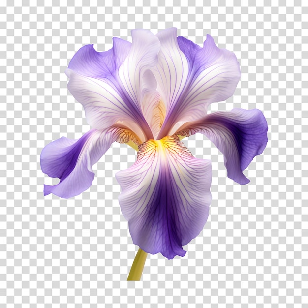 PSD fleur d'iris isolée sur un fond transparent