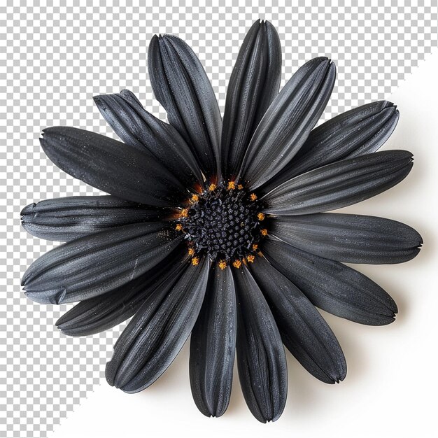 PSD une fleur isolée sur un fond transparent