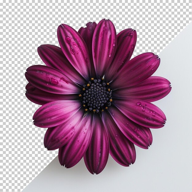 PSD une fleur isolée sur un fond transparent