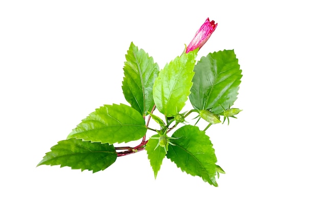 Fleur De Jaba Verte Isolée Sur Fond Blanc Feuilles Vertes De Feuille Verte Tropicale Isolée