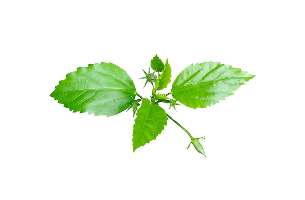 Fleur De Jaba Verte Isolée Sur Fond Blanc Feuilles Vertes De Feuilles Vertes Tropicales Isolées Sur Whi