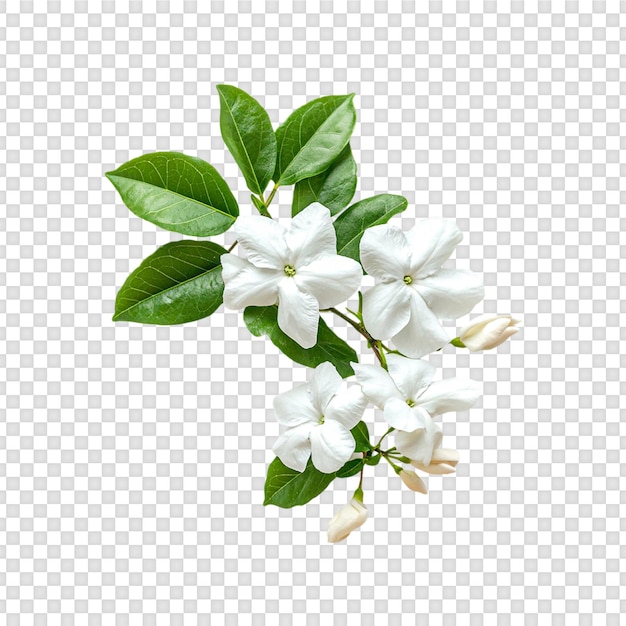 Fleur de jasmin blanche avec une feuille verte isolée sur un fond transparent