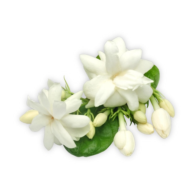 Fleur de jasmin fraîche