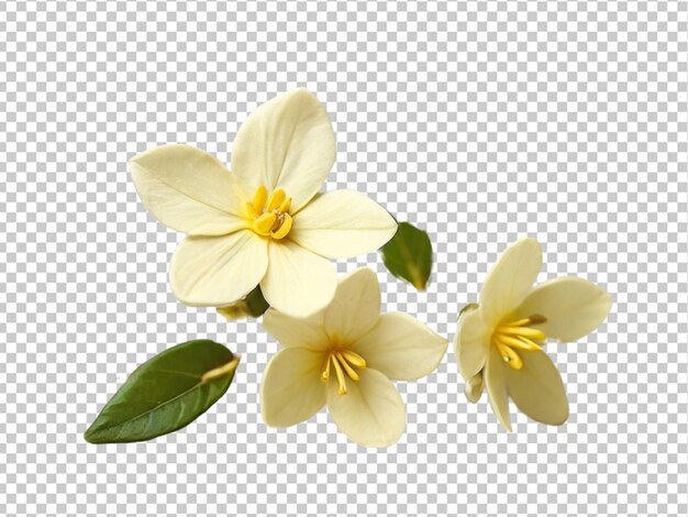 PSD fleur de jasmin d'hiver sur un fond transparent