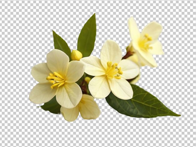 PSD fleur de jasmin d'hiver sur un fond transparent