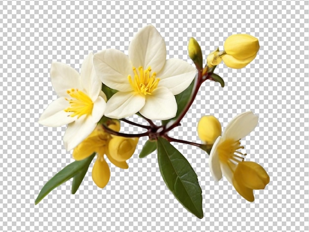 PSD fleur de jasmin d'hiver sur un fond transparent